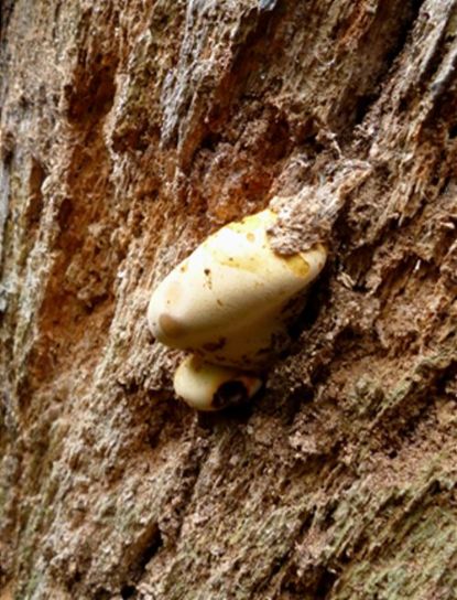 Developing bracket on a dead standing English oak in Bear’s Rails, Surrey